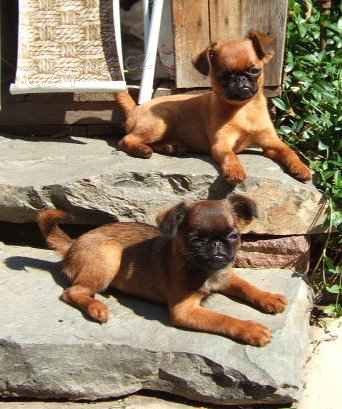 Brabant�k - grifonek �t���tka s PP