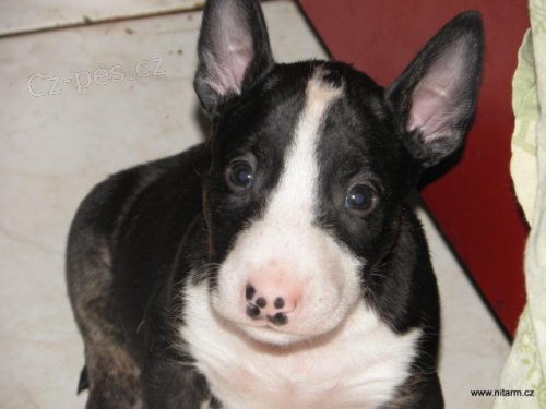 Bullterier - kr�sn� �t���tka s PP