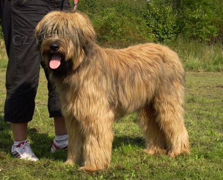 HLED�ME DOMOV PRO PEJSKA