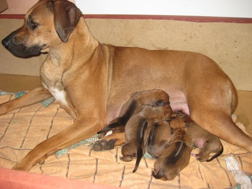 Prod�m �����tka rhodesk�ho ridgebacka