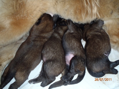 Leonberger - �t��ata