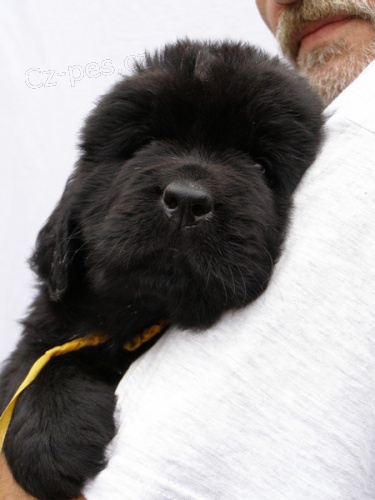 �t��ata - novofundlandsk� pes