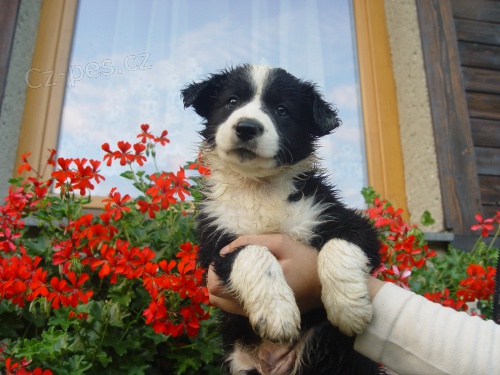 Border kolie - prod�m �t�nata
