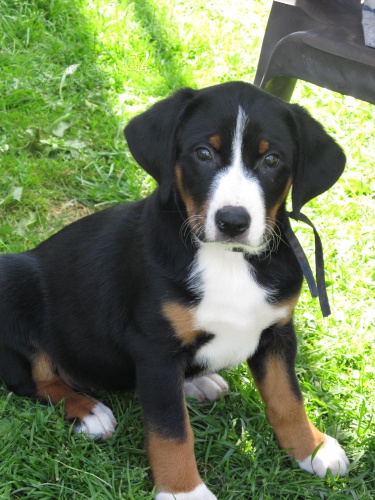 Appenzellsk� sala�nick� pes s PP