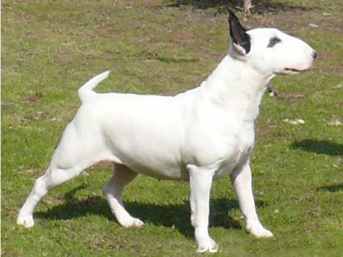 Bulterier � Bullterier 