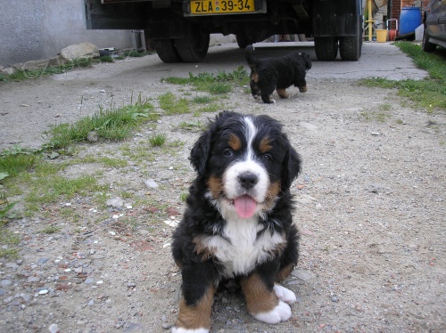 Bernsk� sala�nick� pes prod�m