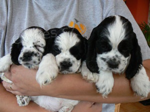 Americk� kokr�pan�l