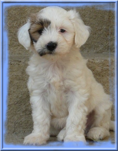 Tibetsky terrier -�teniatka s PP