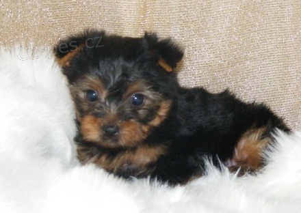 Jork��rsk� terier bez PP