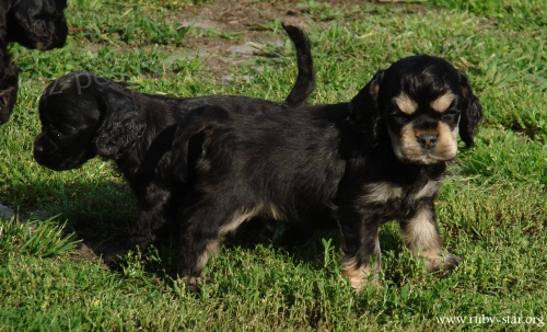 Americk� kokr�pan�l