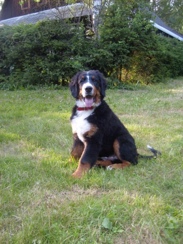 Bernsk� sala�nick� pes s PP