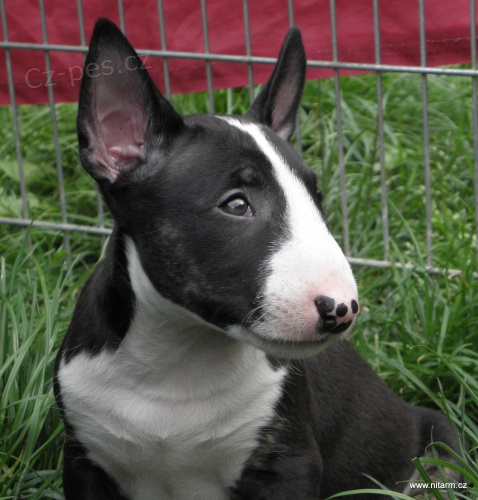 Bullterier-kr�sn� �t���tka s PP