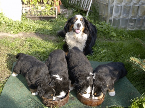 Prod�m �t��ata