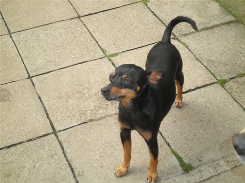 Daruji pra�sk�ho krysa��ka