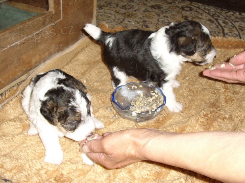 �t��ata drsnosrst�ho foxteri�ra