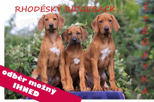 RHOD�SK� RIDGEBACK � �t���tka