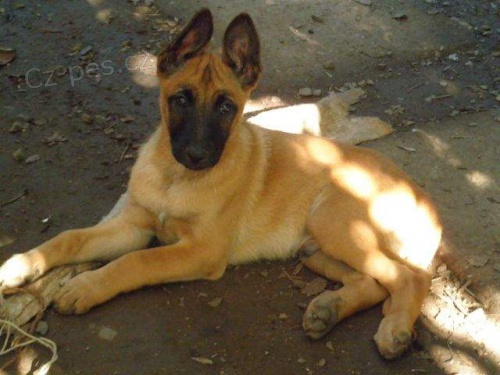 prodm 3 msn tn malinoise