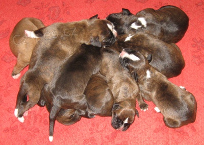 �t��ata - n�meck� boxer