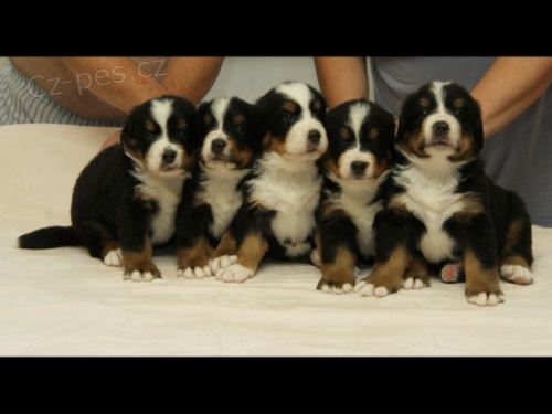 Bernsk� sala�nick� pes - �t��ata s PP