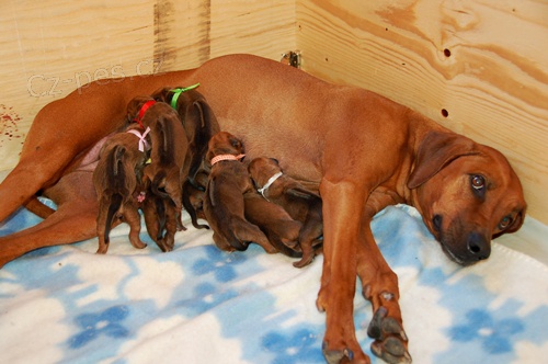 �T�N�TKA RHODESK�HO RIDGEBACKA