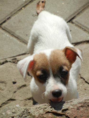 KR�SN� PEJSEK JACK RUSSELL TERIER, RODI�E S PAP�RAMA, BICOLORN�