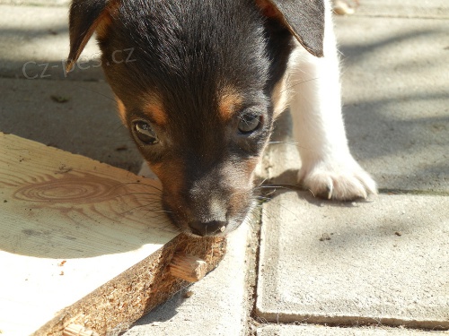 TRIKOLORN� PEJSEK PO RODI��CH S PP