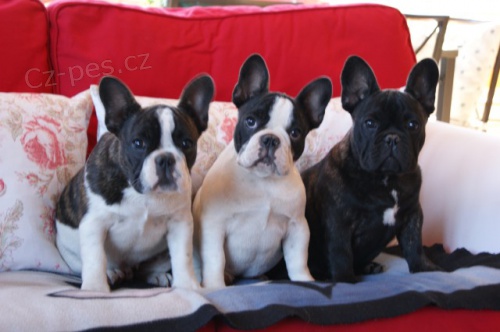 Francouzsk� buldo�ek s PP,