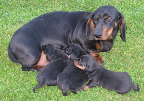 Jezev��k hladkosrst�-