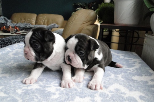 Bostonsk� teri�r - �t��ata s PP