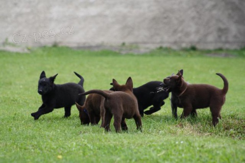 Australsk� keloid - �t��ata