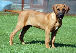 Rhodesian Ridgeback