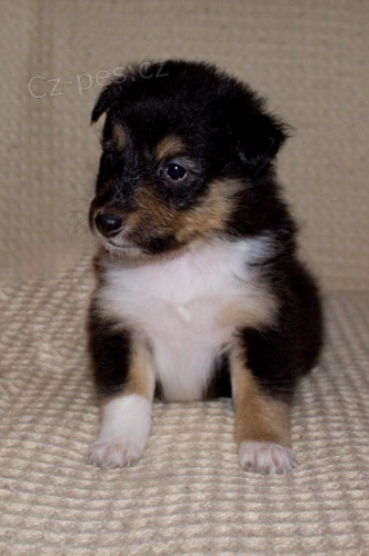 prod�m �t�n� �eltie