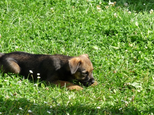 �t��ata border teri�ra