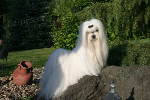 Malt�z��ek s PP