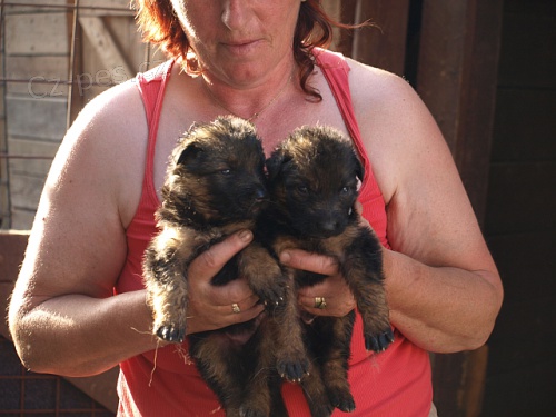 n�meck� ov��k-barva kom REX