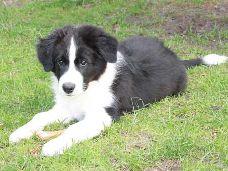 Border kolie - �ernob�l� pejsky