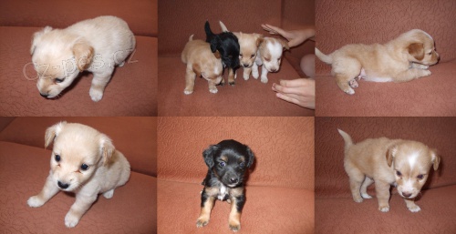 nabizim �t�n�tka