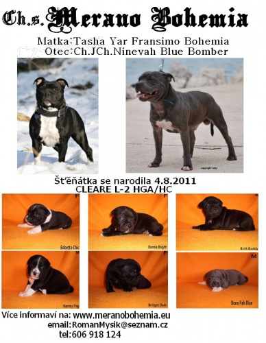 Staford��rsk� Bulteri�r