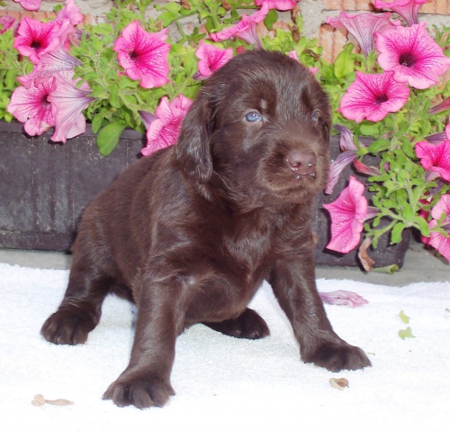 Flat coated retriever s PP! Chov�me od r. 2003!