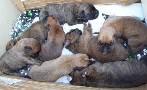 Prod�m �t�n�tka