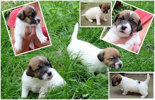 �t���tka JRT-odb�r ihned!!