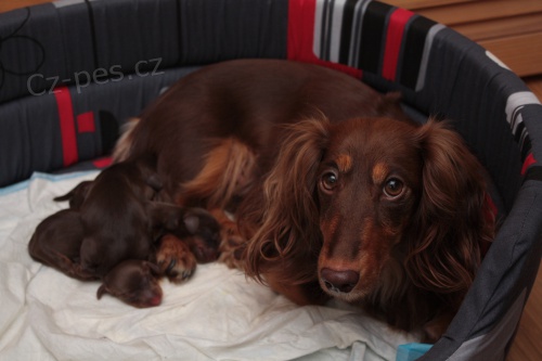 Prod�m trapasli��ho/kr�li��ho jezev��ka hn�d� s p�len�m