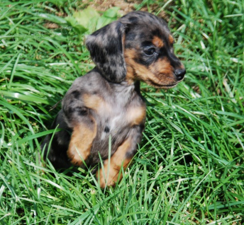 Jezev��k hladkosrst� trp/kr�l.