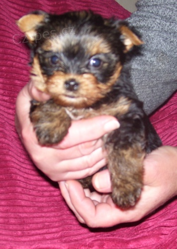 Jork��rsk� teri�r �t���tka bez pp