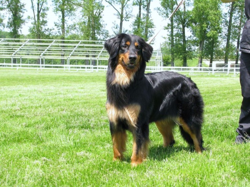 hovawart �t���tka s PP