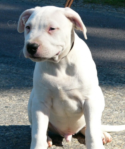 Argentinsk� doga - �t��ata s PP