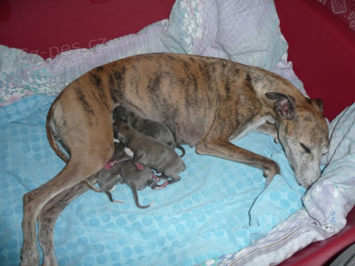 Prod�m  - whippet