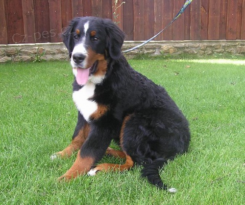 kr�sn� pejsek s PP - bernsk� sala�nick� pes