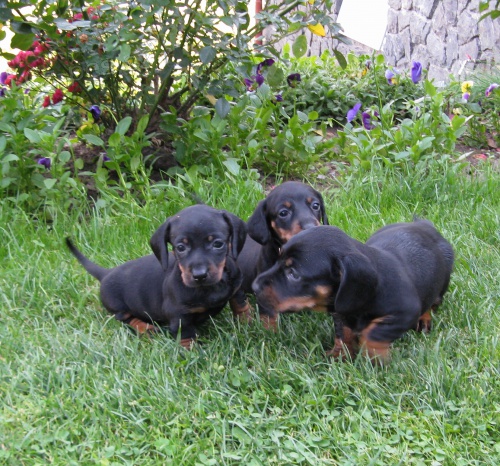 Jezev��k hladkosrst� �ern� s p�l.