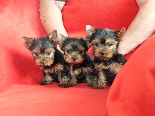 Jork��rsk� terier s PP